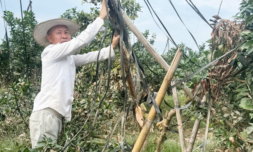 Lục Ngạn: Khẩn trương chăm sóc, khôi phục vùng cây ăn quả sau lũ